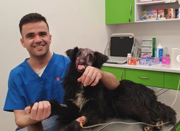 Veterinar Bojan izveo kompliciranu operaciju i spasio život psu kojeg je neko ustrijelio