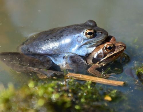 Jeste li vidjeli plavu žabu u BiH? Pronalazaču slijedi vrijedna nagrada