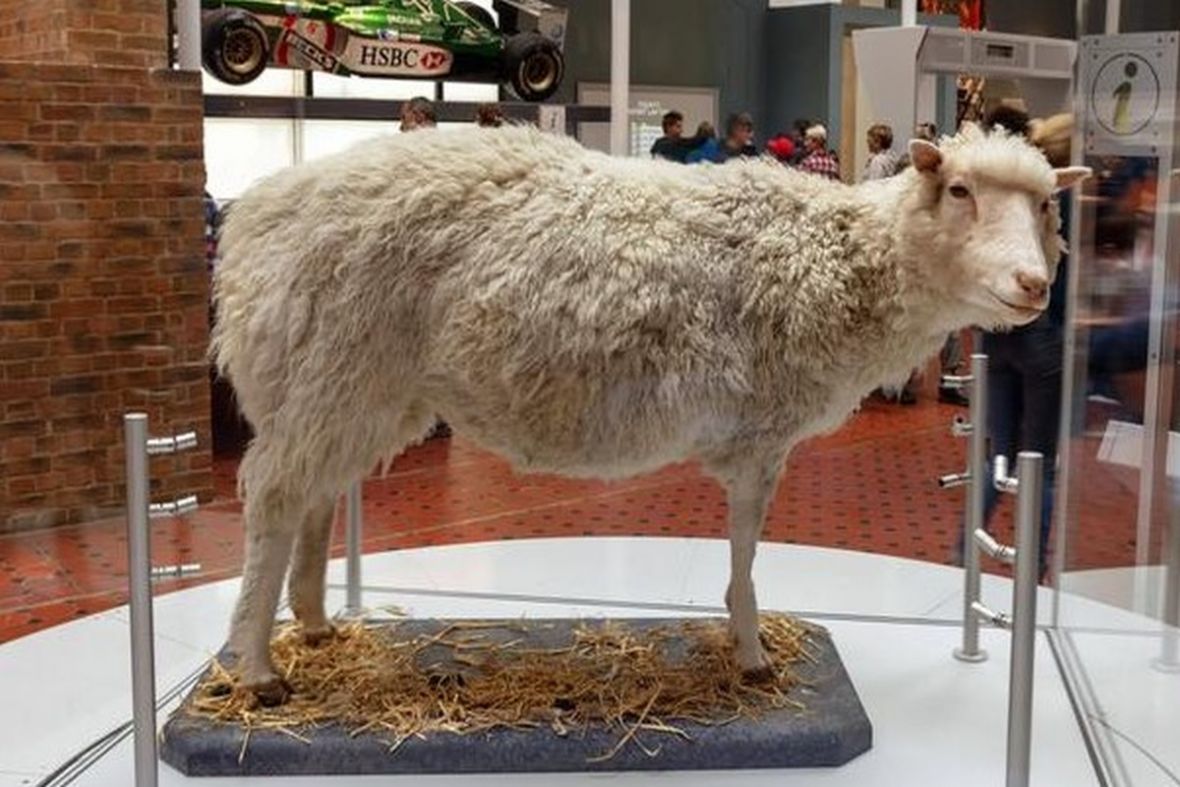 Ostavština klonirane ovce: 25. godina Dolly
