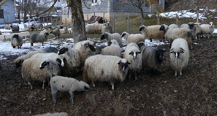 Čopor pasa napao stado ovaca u Husimovcima