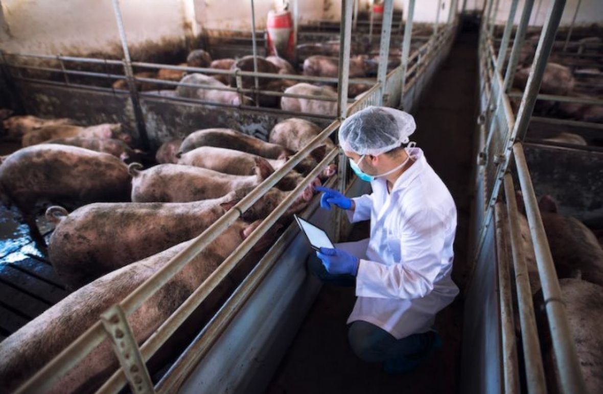 Njemački naučnici planiraju klonirati i uzgajati genetski modificirane svinje