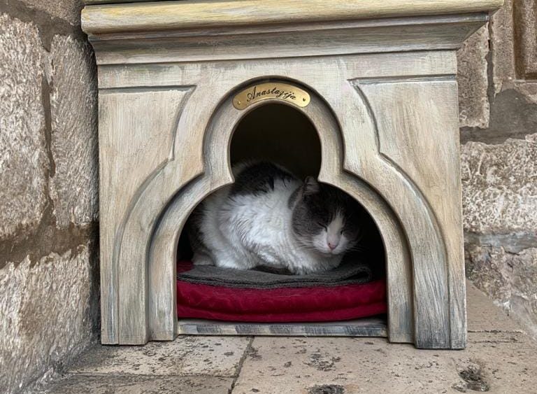 Anastazija je najpoznatija mačka u Hrvatskoj, zbog njene “deložacije” bojkotuju muzej