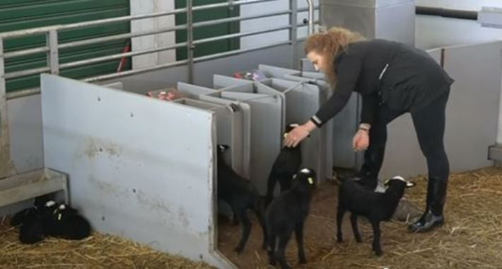 Lejla i Samir novac zarađen u Švicarskoj uložili u farmu ovaca kod Kiseljaka