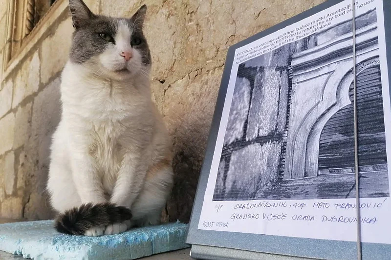 Peticija za omiljenu hrvatsku mačku skupila više glasova od gradonačelnika Dubrovnika