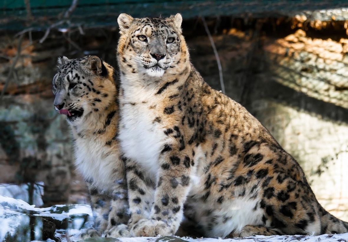 Procjenjuje se da oko Mount Everesta živi više od 100 snježnih leoparda