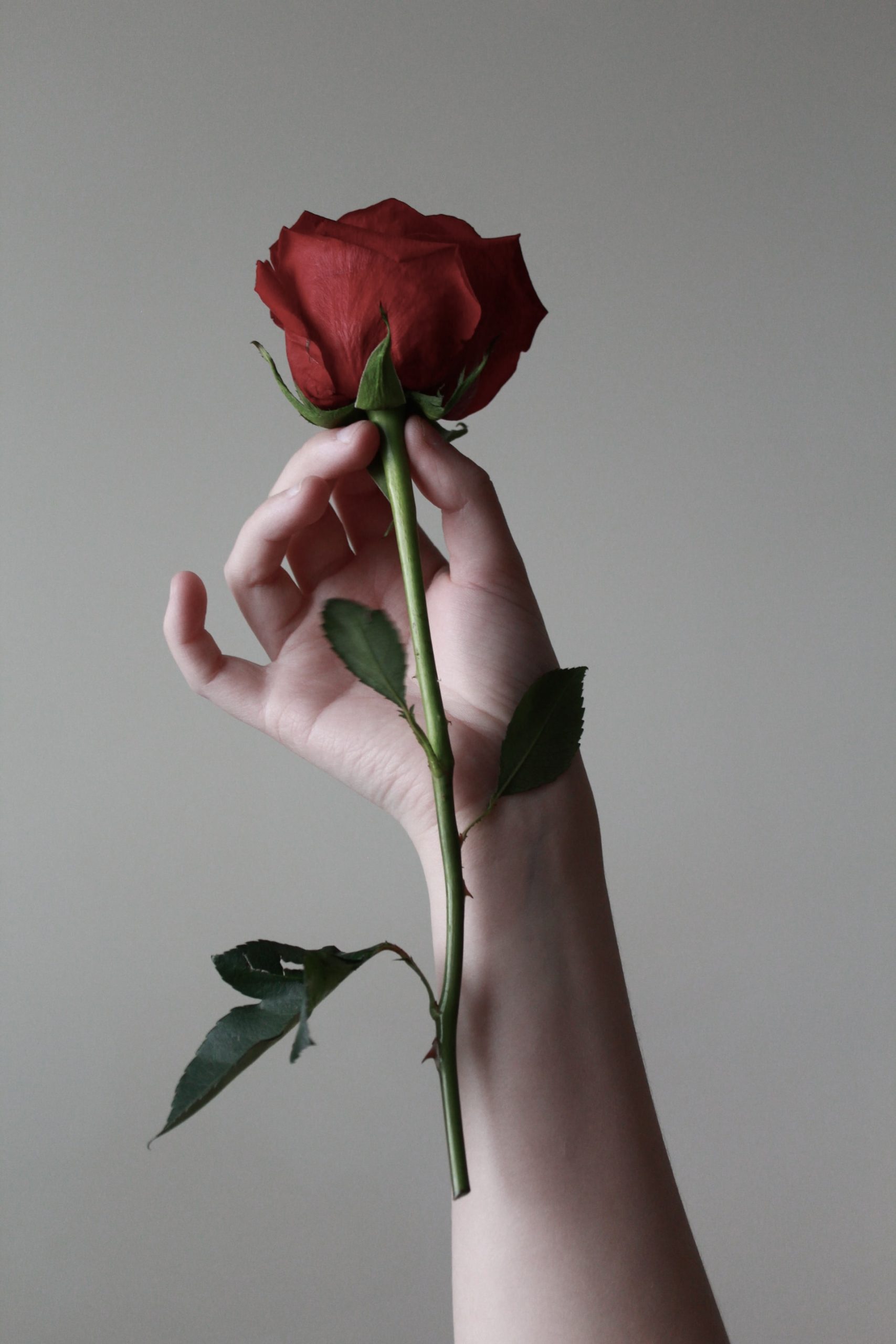 Jasmina Smajlović: “Ruža”