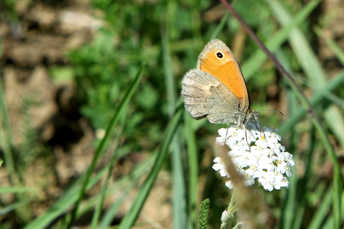 Balkanac godinama proučava leptire: Šta znači ako ih ima puno