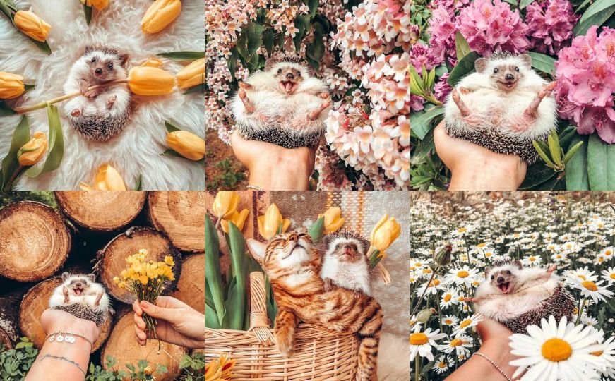 Neobičan spoj s Instagrama privlači simpatije: Jež i mačke s 1,8 miliona pratitelja