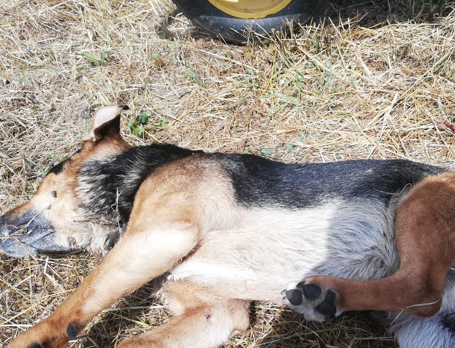 UZNEMIRUJUĆE Ubijen pas u Sanskom Mostu