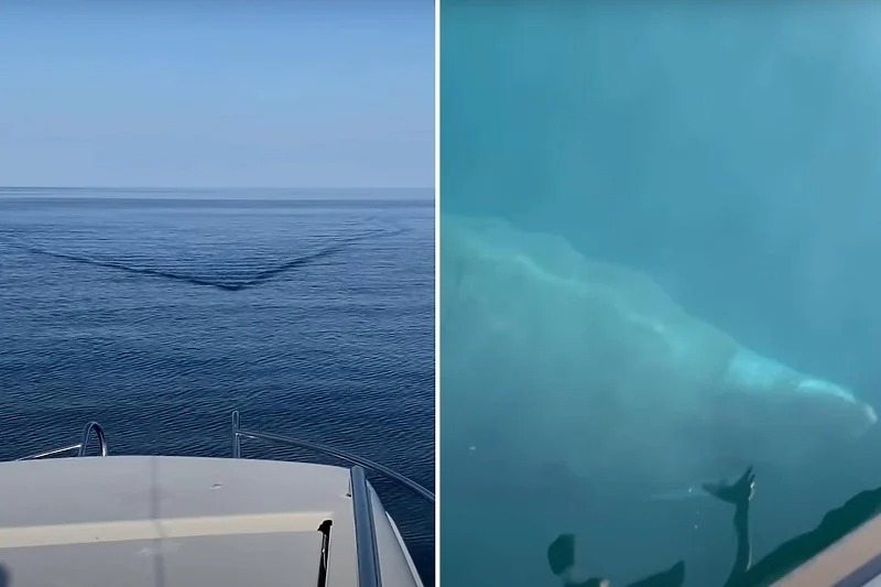 Video zabilježen u Norveškoj prikazuje zastrašujući trenutak dok ogromna ajkula pliva ka brodu