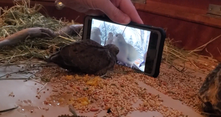 Golubica uči kako jesti tako što gleda YouTube tutorial, video je hit￼