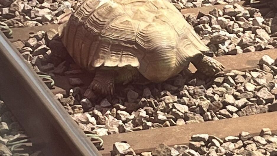 Ogromna kornjača zaustavila vozove u Engleskoj