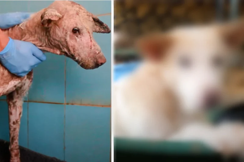 Transformacija napuštenog i bolesnog psa oduševila ljubitelje životinja diljem svijeta