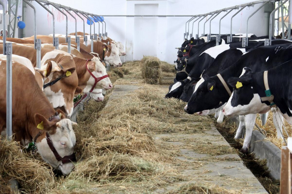 Mlijeka sve manje, a cijene sve više: Proizvođači smatraju da je za opstanak mljekarstva neophodno povećati otkupnu cijenu