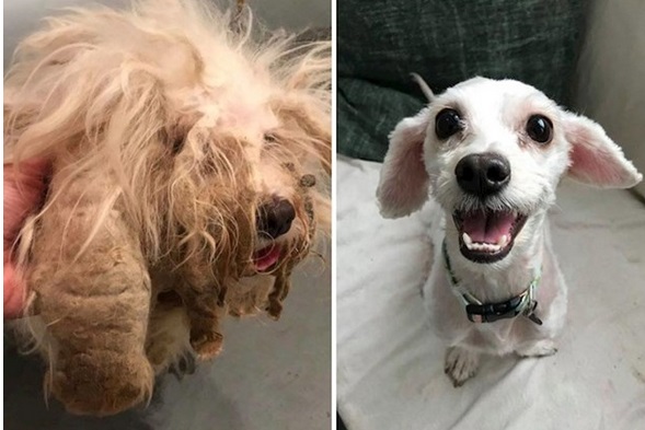 Fotografije pasa prije i nekoliko dana nakon udomljavanja