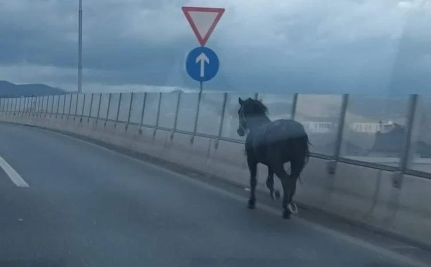 U Sarajevu na cesti viđen konj: “Krenuo je na autoput, ali smo ga zaustavili”