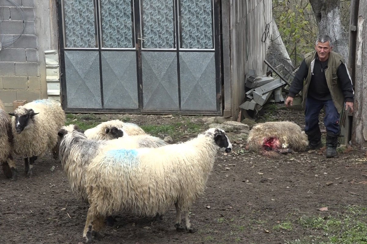 Psi lutalice provalili u tor i poklali ovce