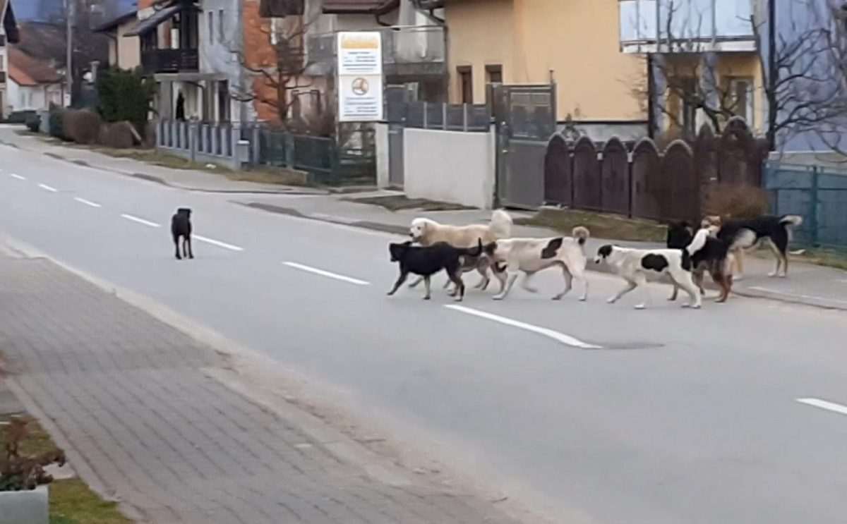 Povećan broj pasa lutalica na sanskim ulicama