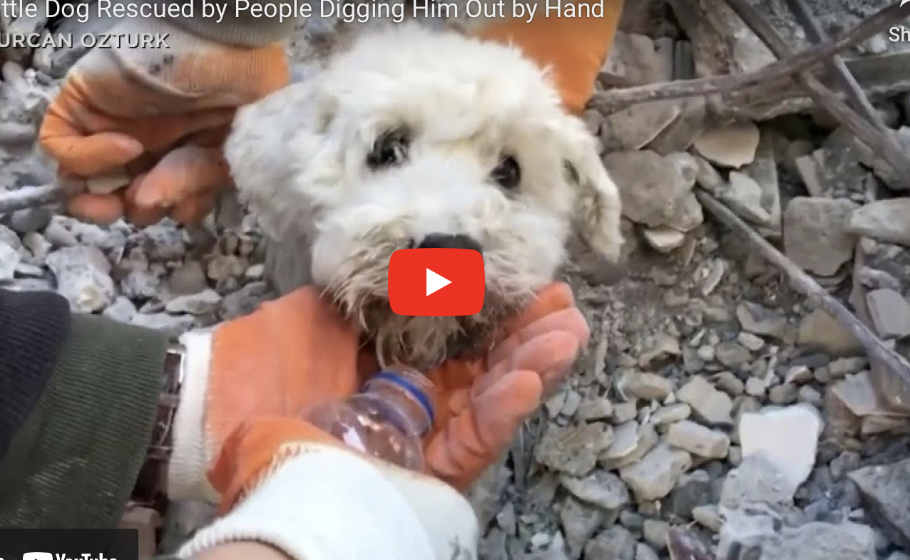 Psić je 60 sati bio zarobljen u ruševinama u Turskoj, pogledajte trenutak spašavanja