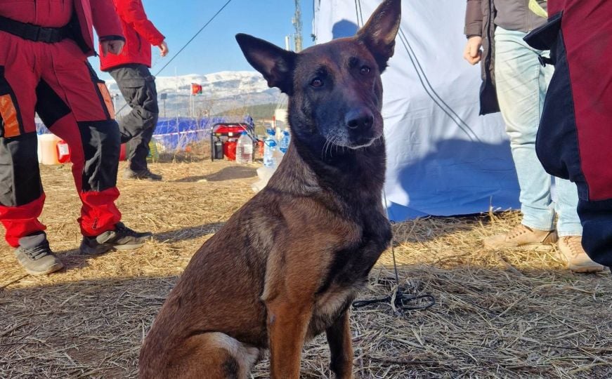Tora, potražni pas iz BiH povrijedila šapu u akciji – ali spasila djevojčicu!