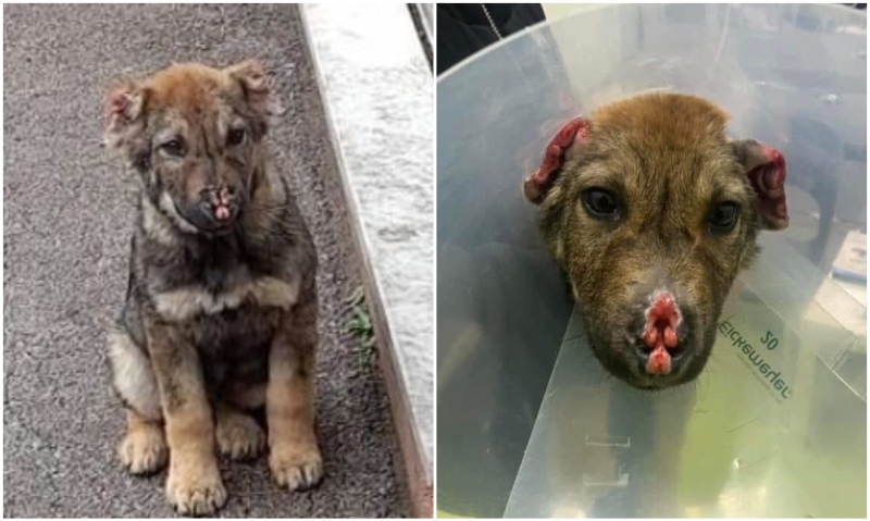Monstruozno: U Sarajevu psima odsijecaju uši i njuškice; Živimo u bolesnom društvu 