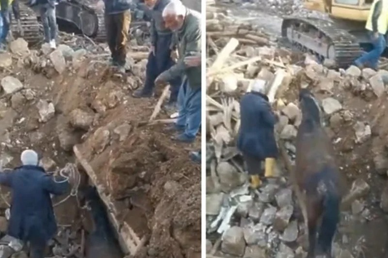 Čuda su moguća: Tri sedmice nakon zemljotresa u Turskoj iz ruševina spašen konj