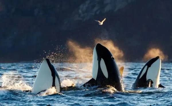 Gibraltarski moreuz: Vratila se ozloglašena grupa kitova ubica – ponovo napali jedrilicu