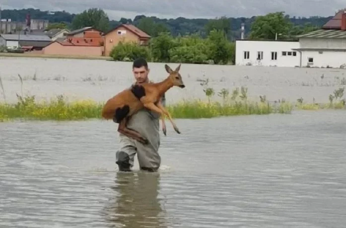 Pogledajte kako je karlovački vatrogasac spasio srnu od poplava