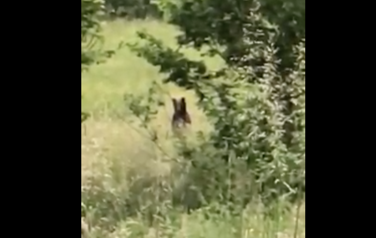 Oči u oči sa medvjedom u Skucanom Vakufu VIDEO