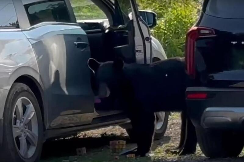 Medvjed pretraživao automobile u potrazi za hranom