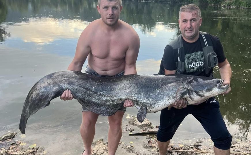 Kakav ulov: Sportski ribolovci ulovili soma dugog 2,15 metara