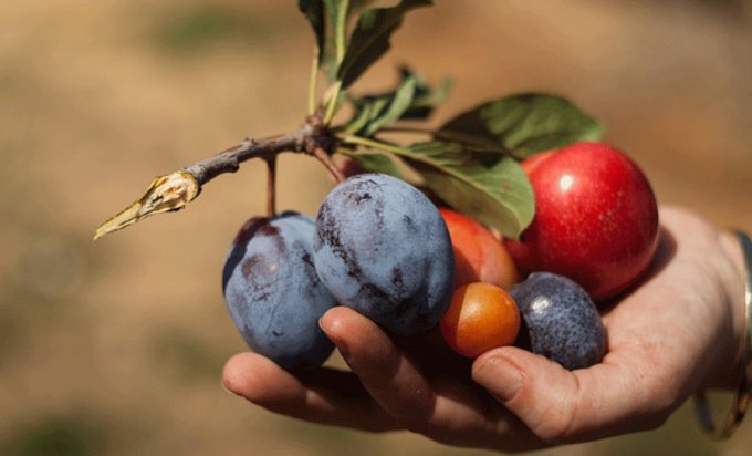 Kalifornija uvodi voće i povrće na recept umjesto klasičnih lijekova