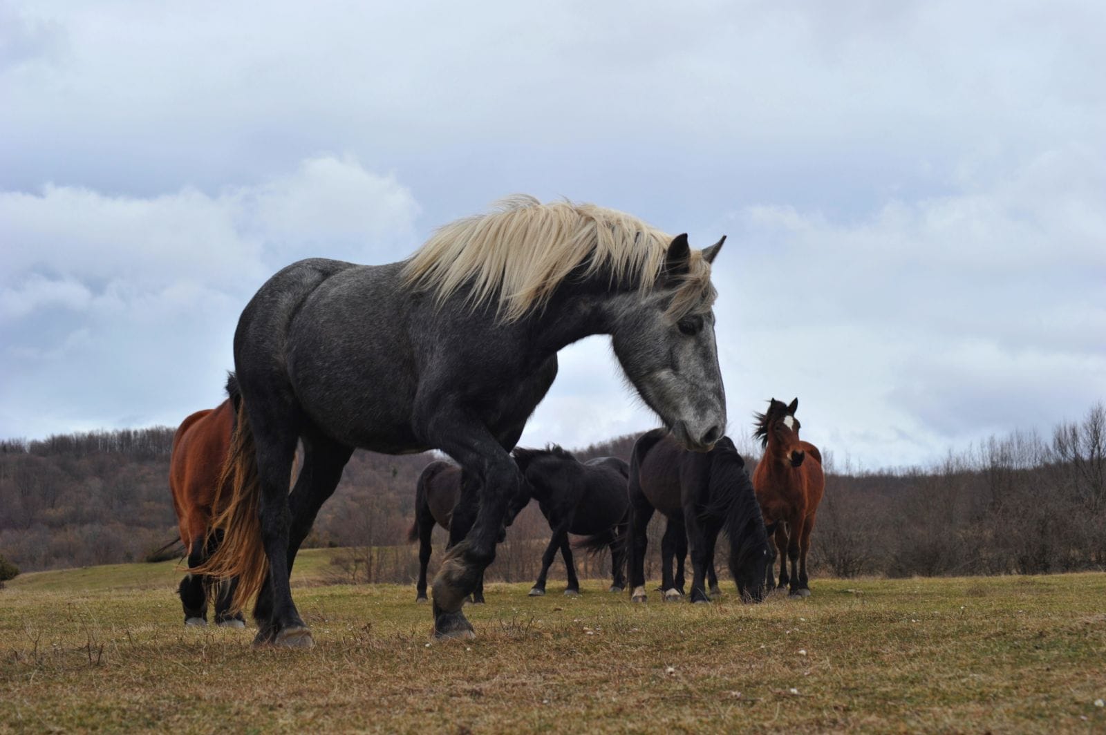 Prizori koji oduzimaju dah: Pogledajte fotografije konja na Muležu