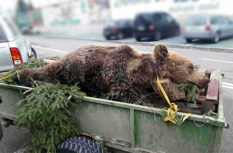 Uznemireni zbog lova na medvjede